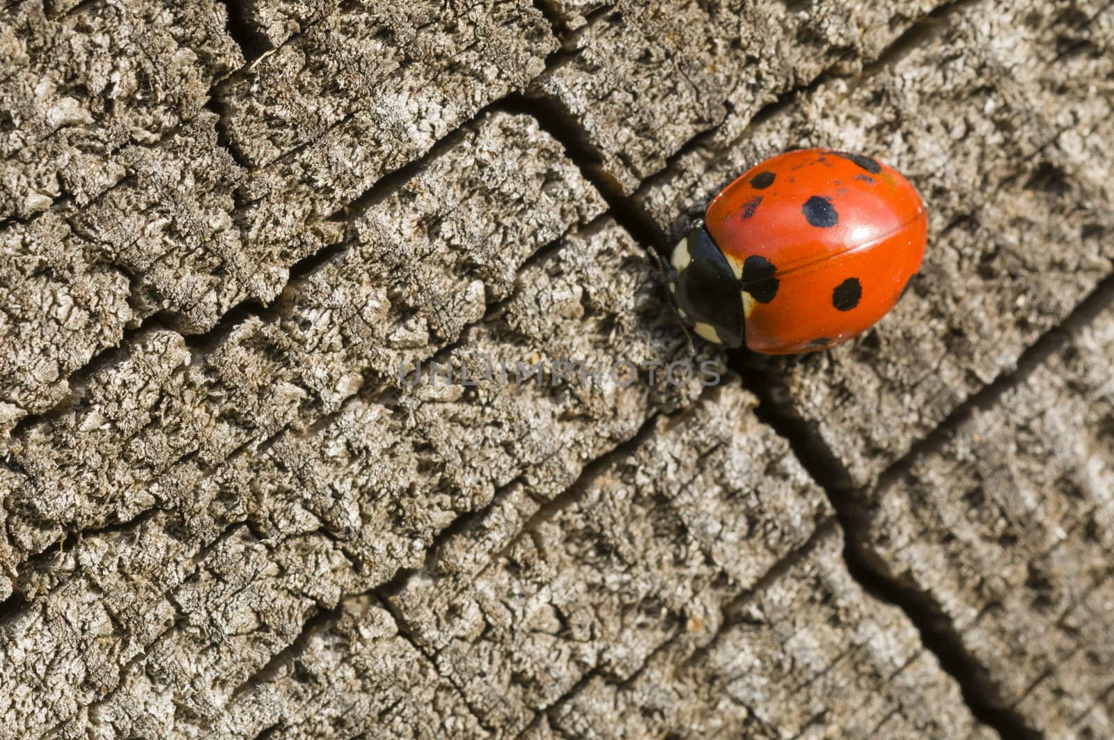 Seven spot ladybird on tree trunk under the sun