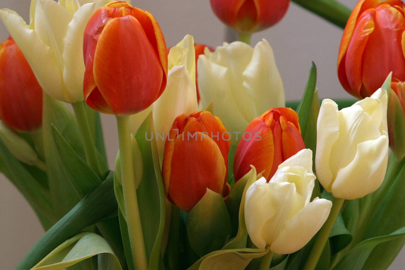 Colorful tulips in spring