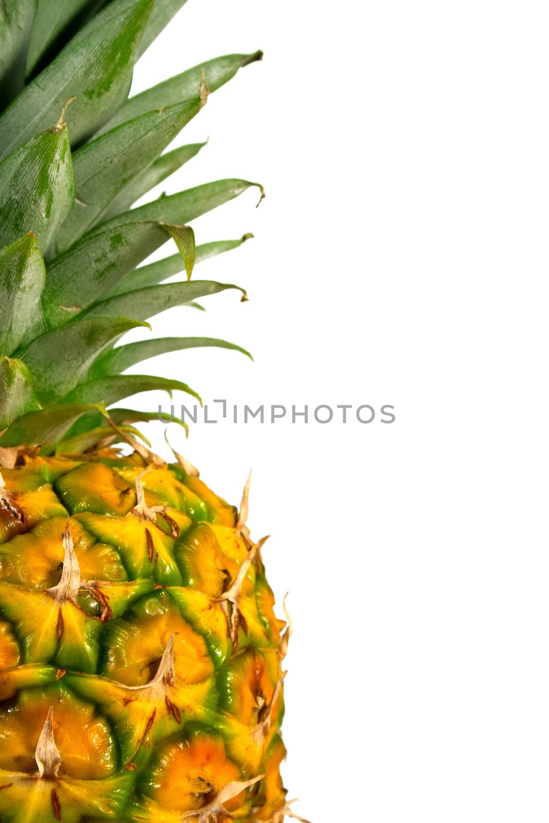 Closep up Pineapple on white background