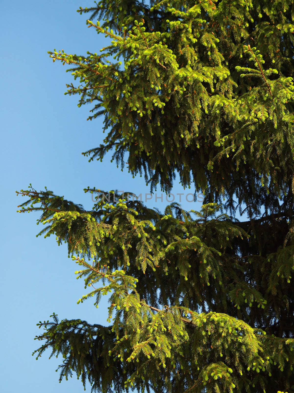Fir-tree on blue sky background by kvinoz