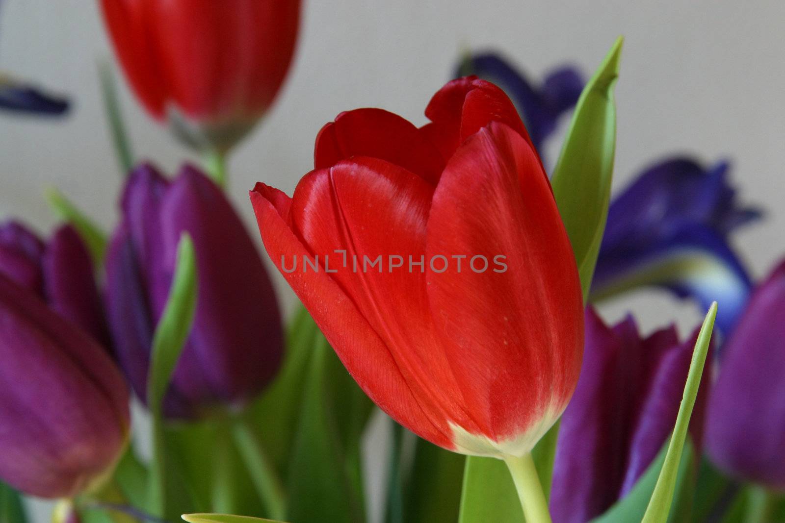 Colorful tulips in spring