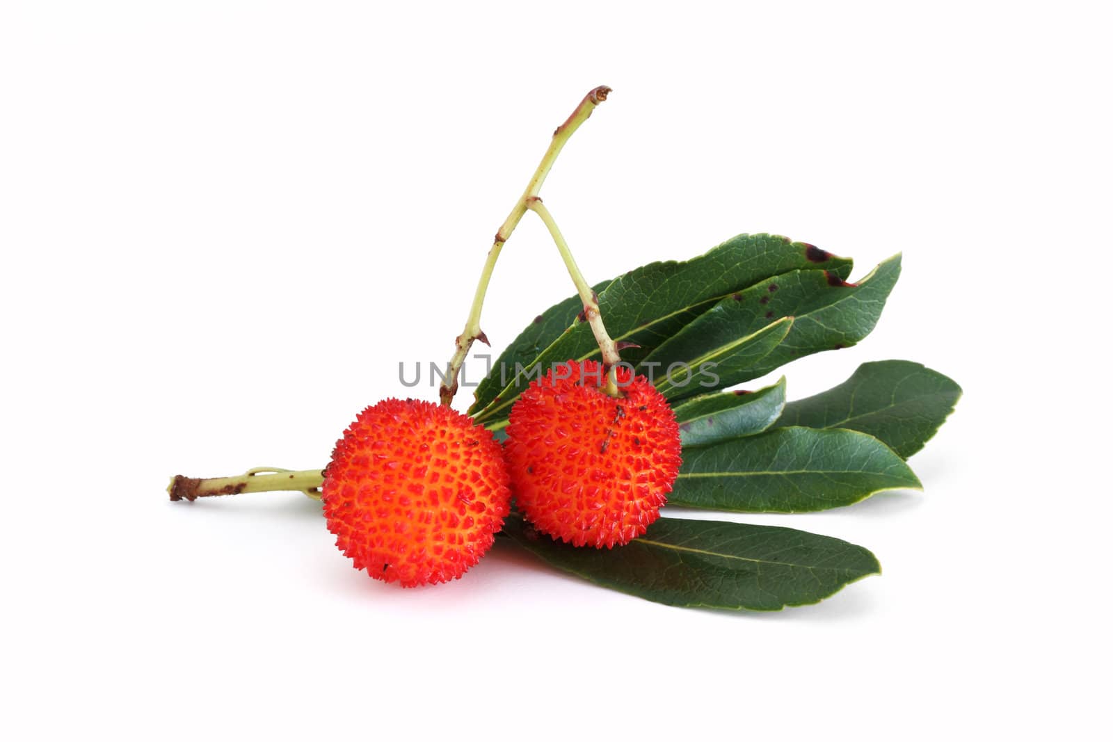 two arbutus fruits with leaves over white background