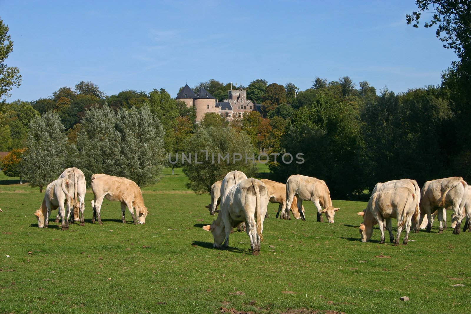 Some cows in the meadow before the castle of Gaasbeek