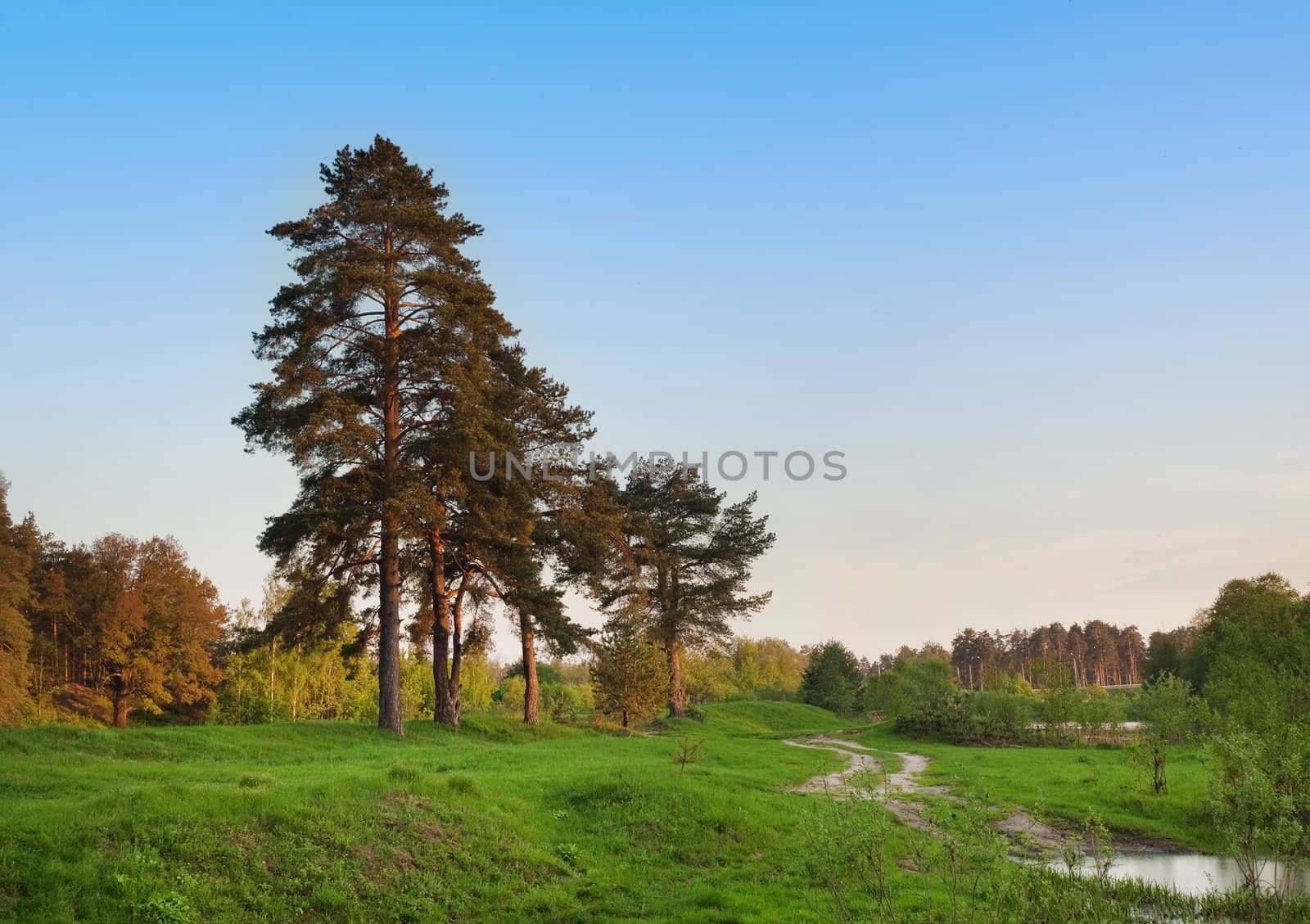 Forest view with clear blue sky and green meadow