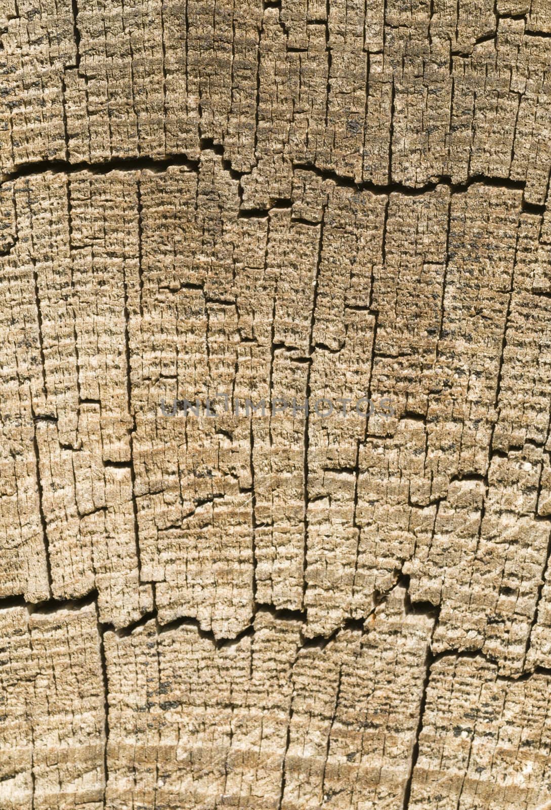 Detail of cut tree trunk with cracks and growing rings