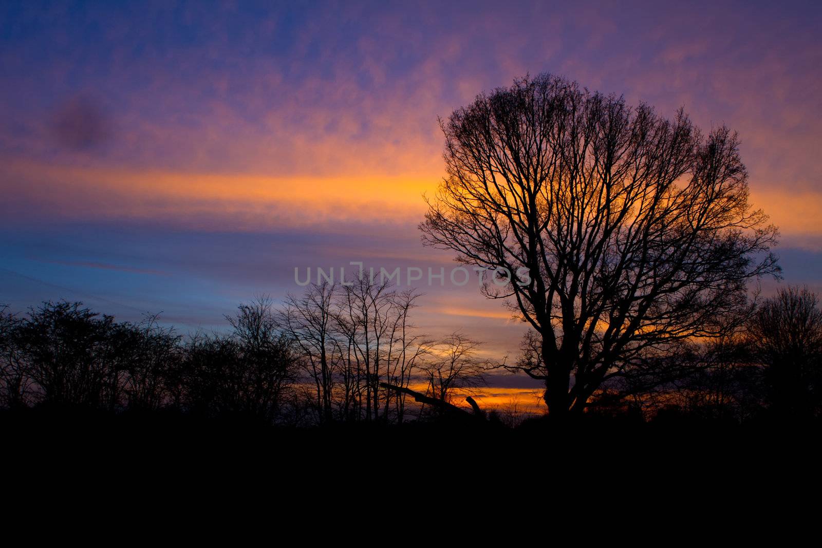 trees in a countryside scene at sunset by smikeymikey1