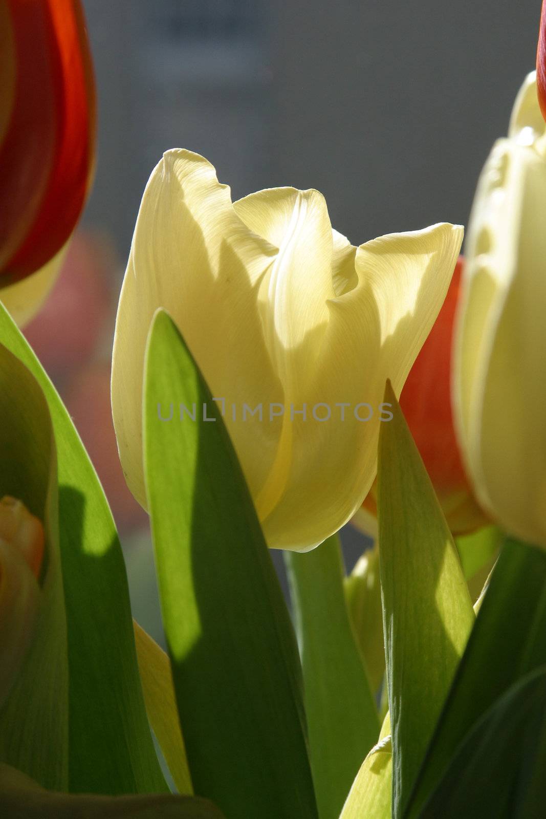 Colorful tulips in spring
