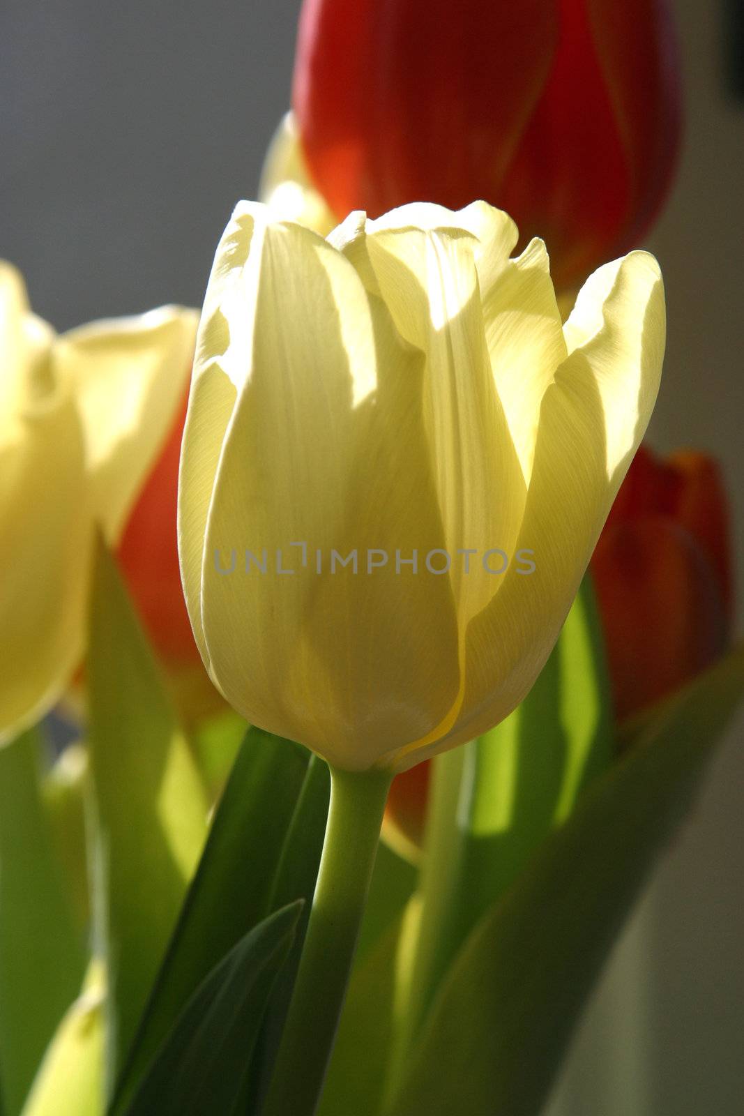 Colorful tulips in spring