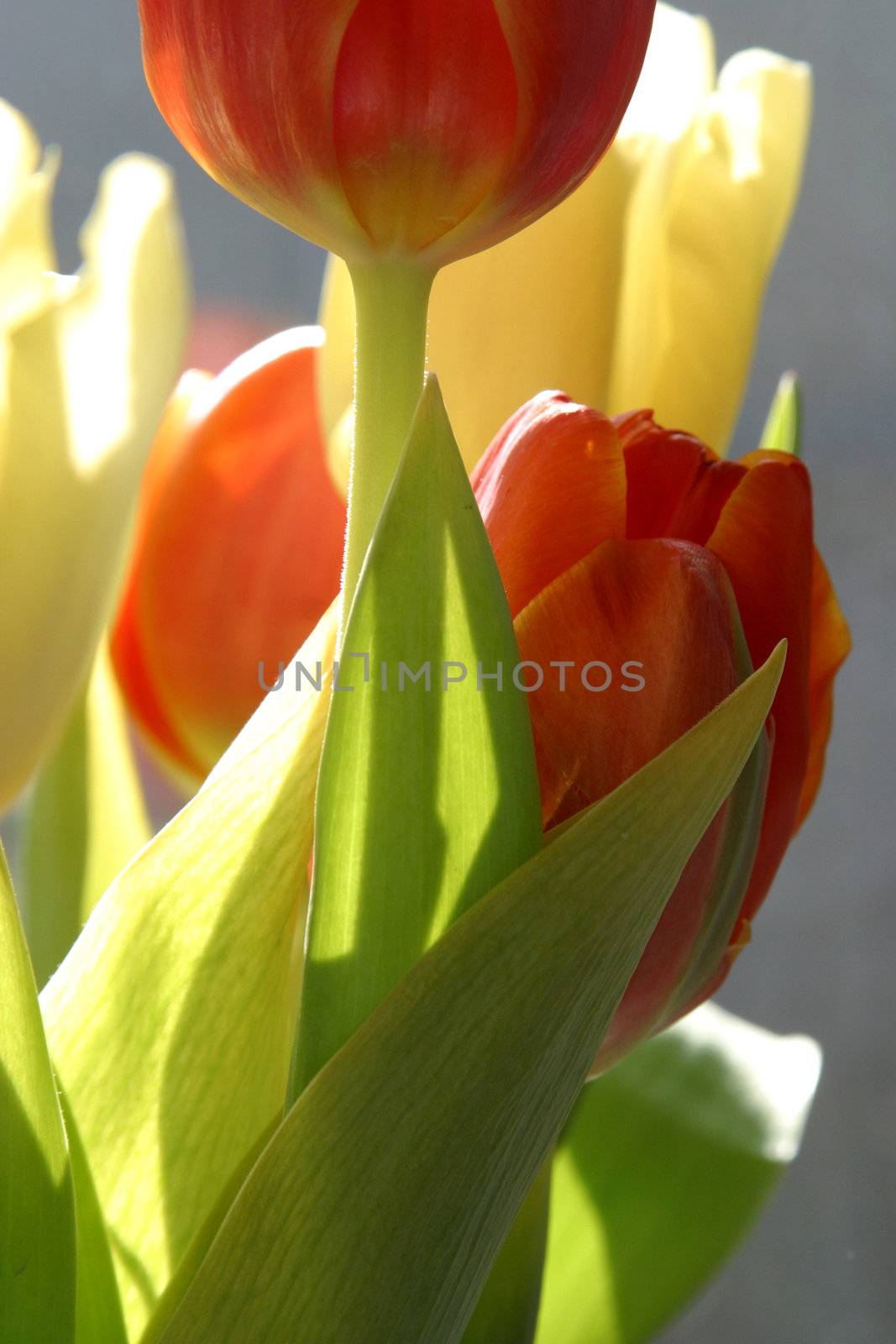 Colorful tulips in spring