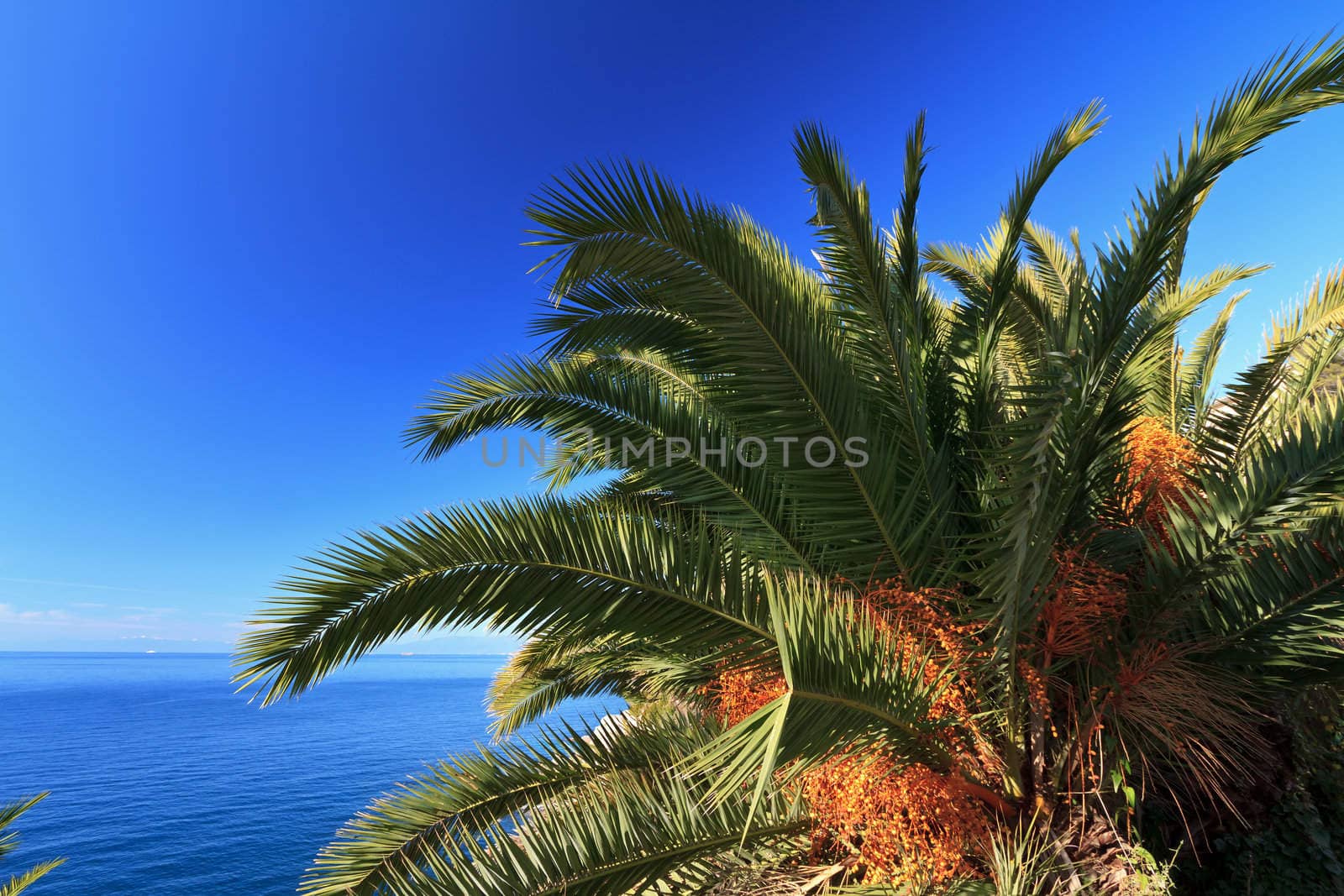 date palm tree withm fruits over Mediterranean sea