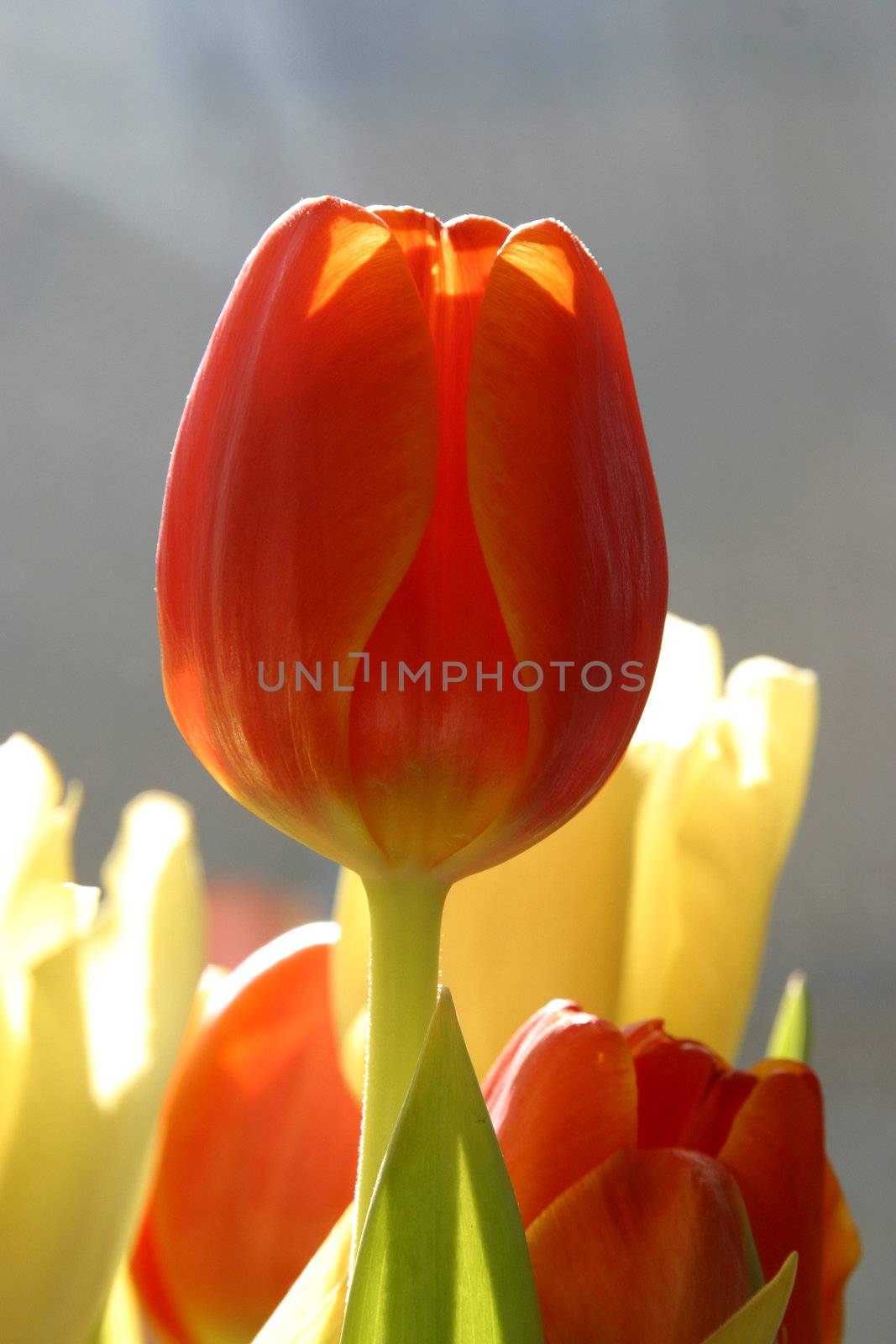 Colorful tulips in spring