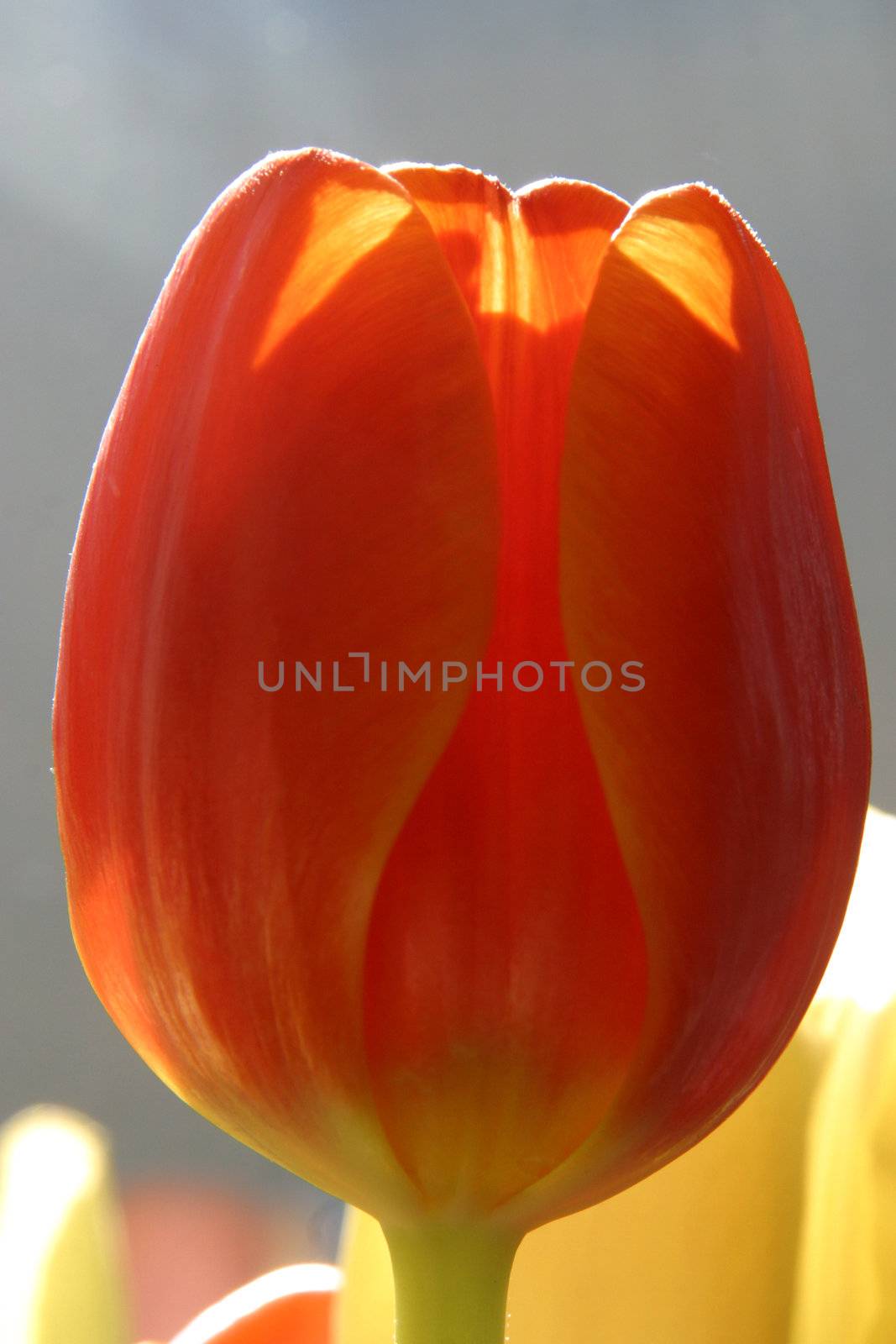 Colorful tulips in spring