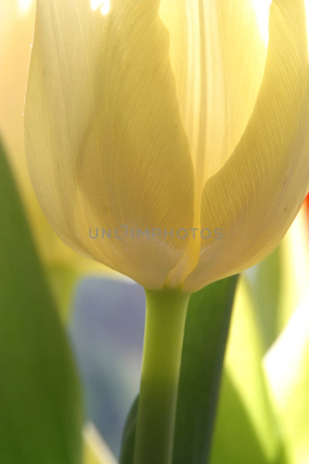 Colorful tulips in spring