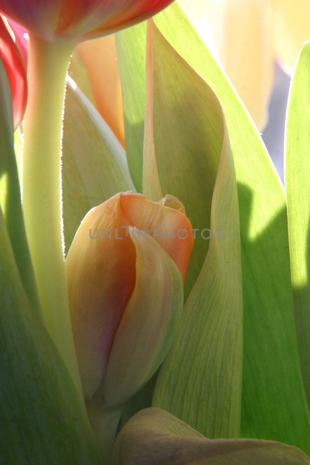 Colorful tulips in spring