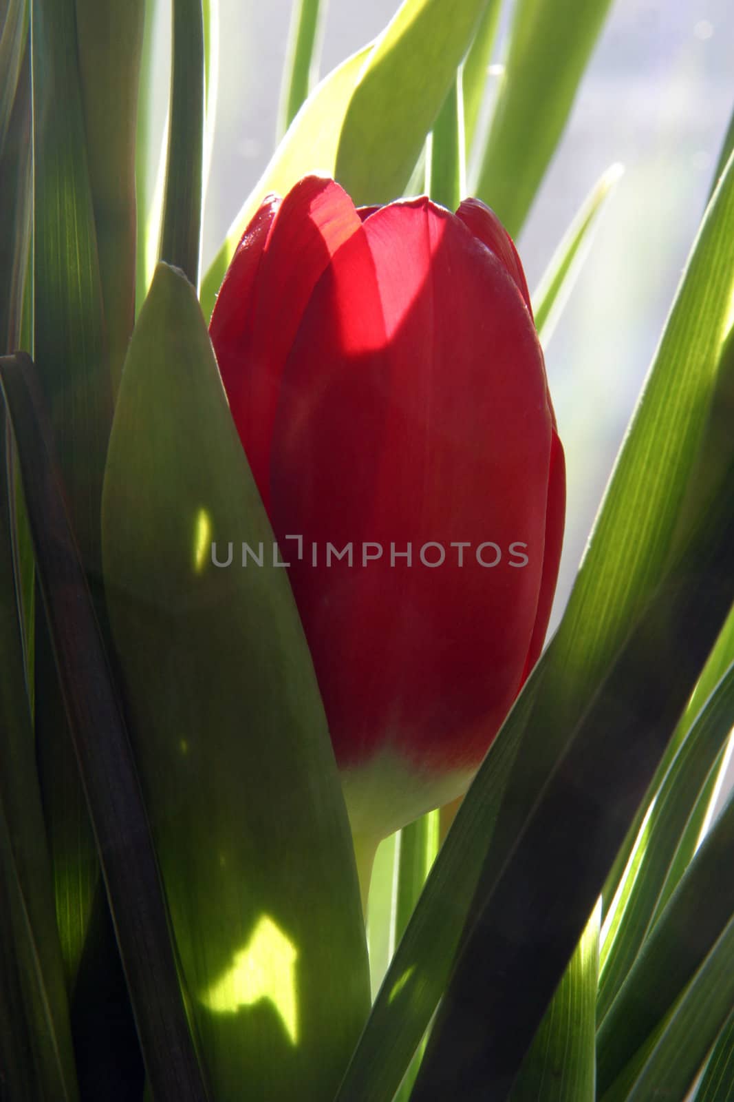 Colorful tulips in spring