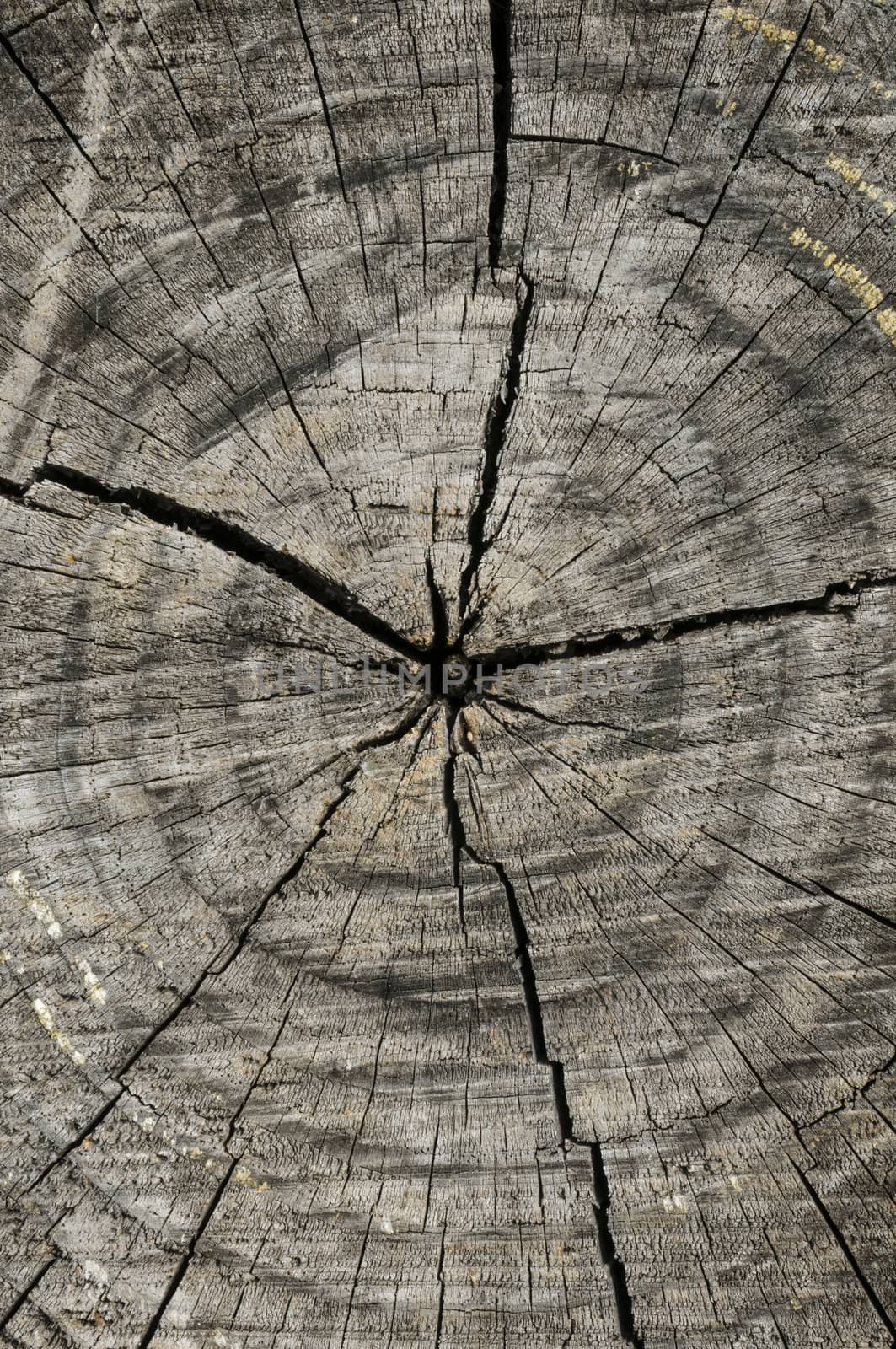 Detail of cut tree trunk with cracks and growing rings