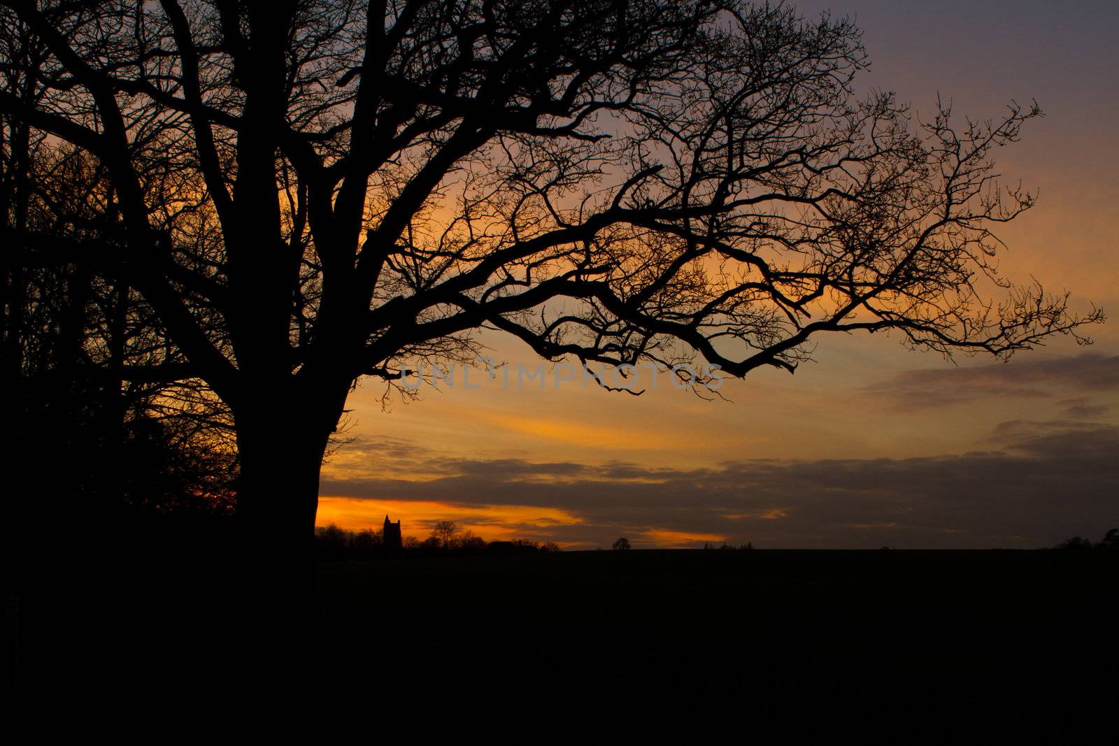 trees in a countryside scene at sunset