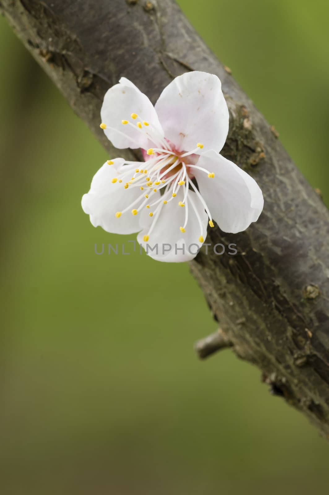 Close up of Japanese cherry blossom flower in Spring