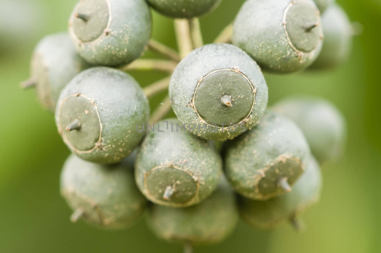 Leafes and fruit berries of Hedera ivy