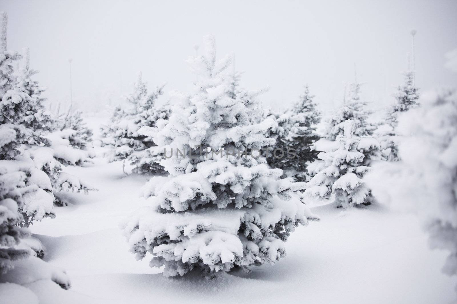 winter trees on snow white background