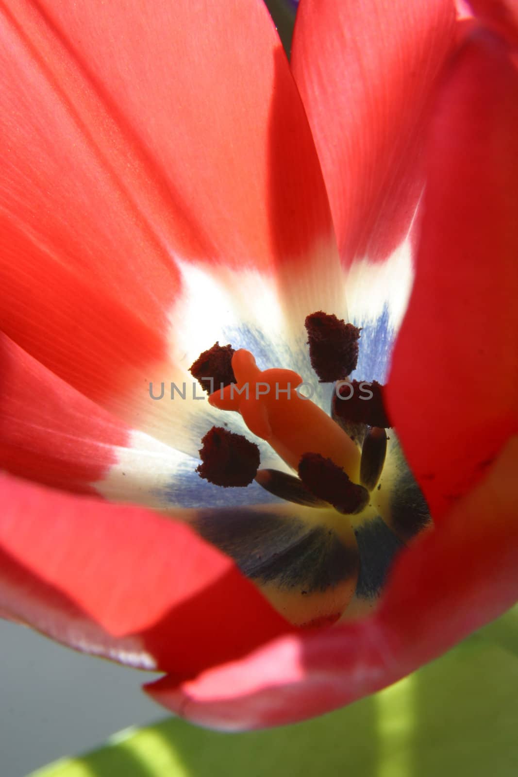 Colorful tulips in spring
