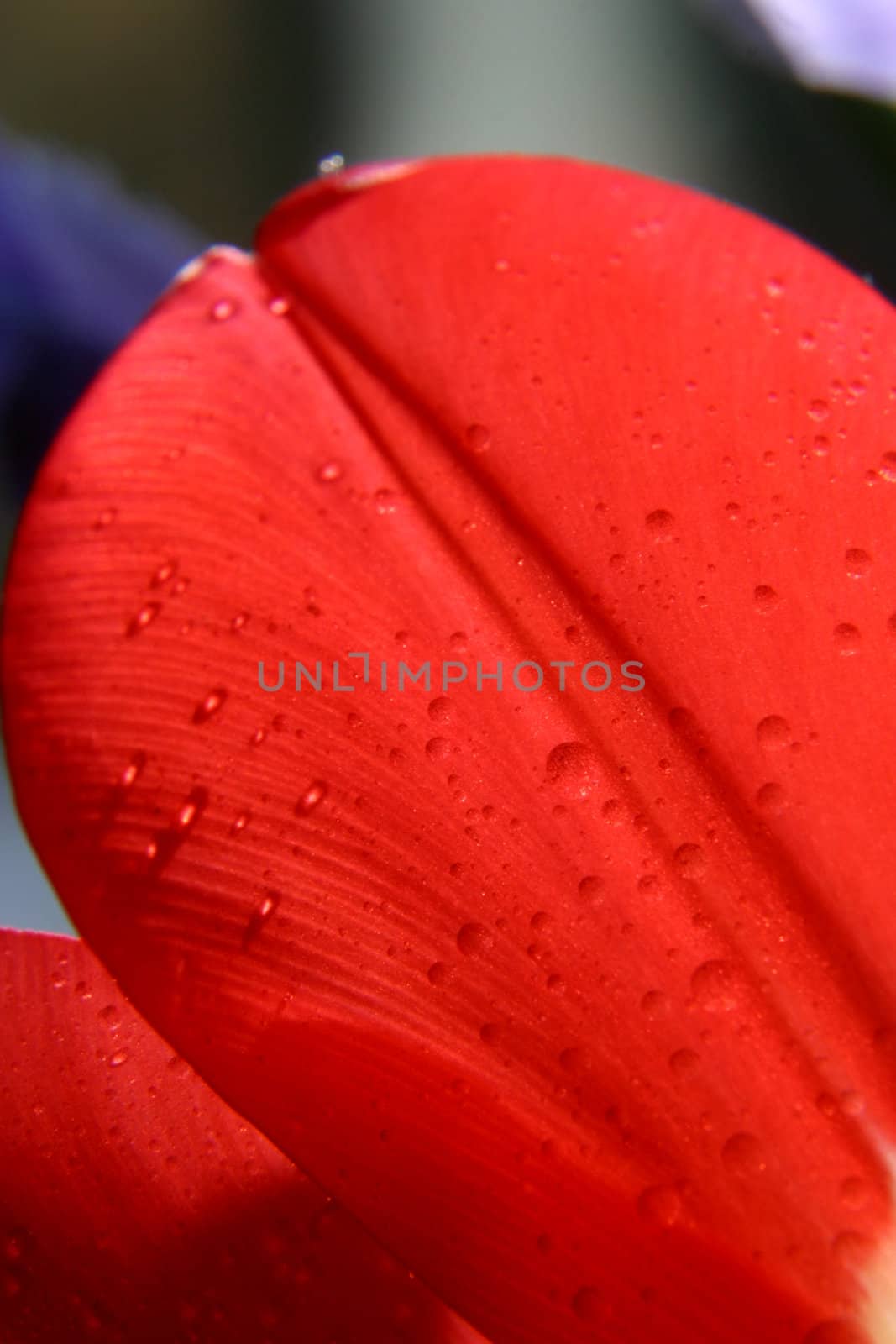 Sheets of red tulips