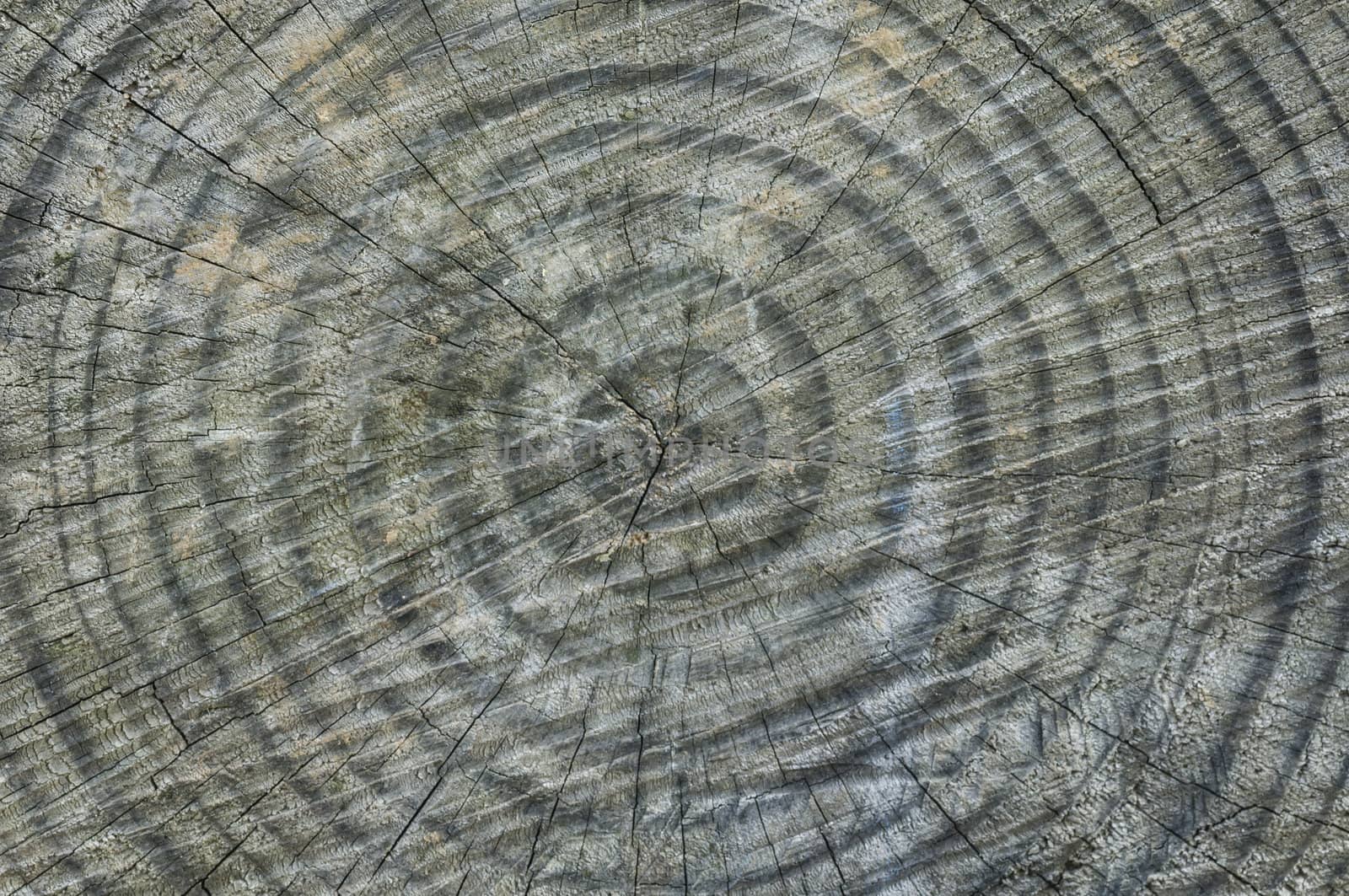 Detail of cut tree trunk with cracks and growing rings