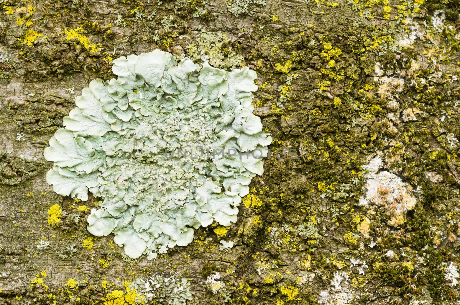 Lichens of different colors on tree bark