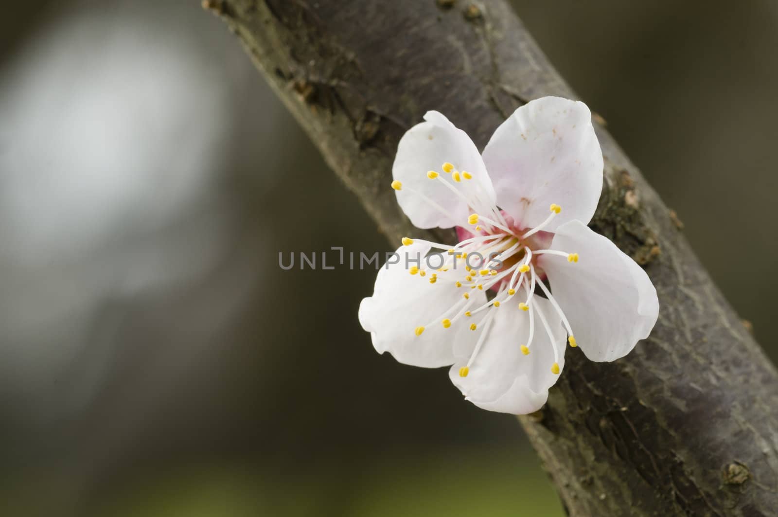 Close up of Japanese cherry blossom flower in Spring