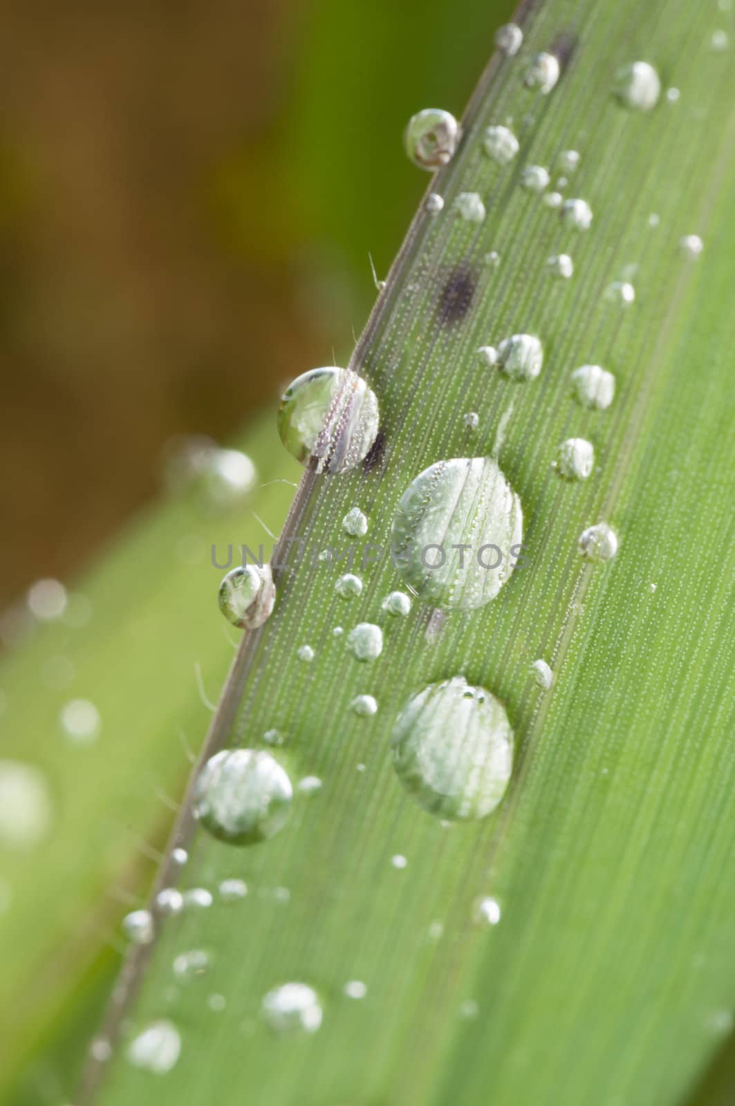 detail of dew drops on blade of grass