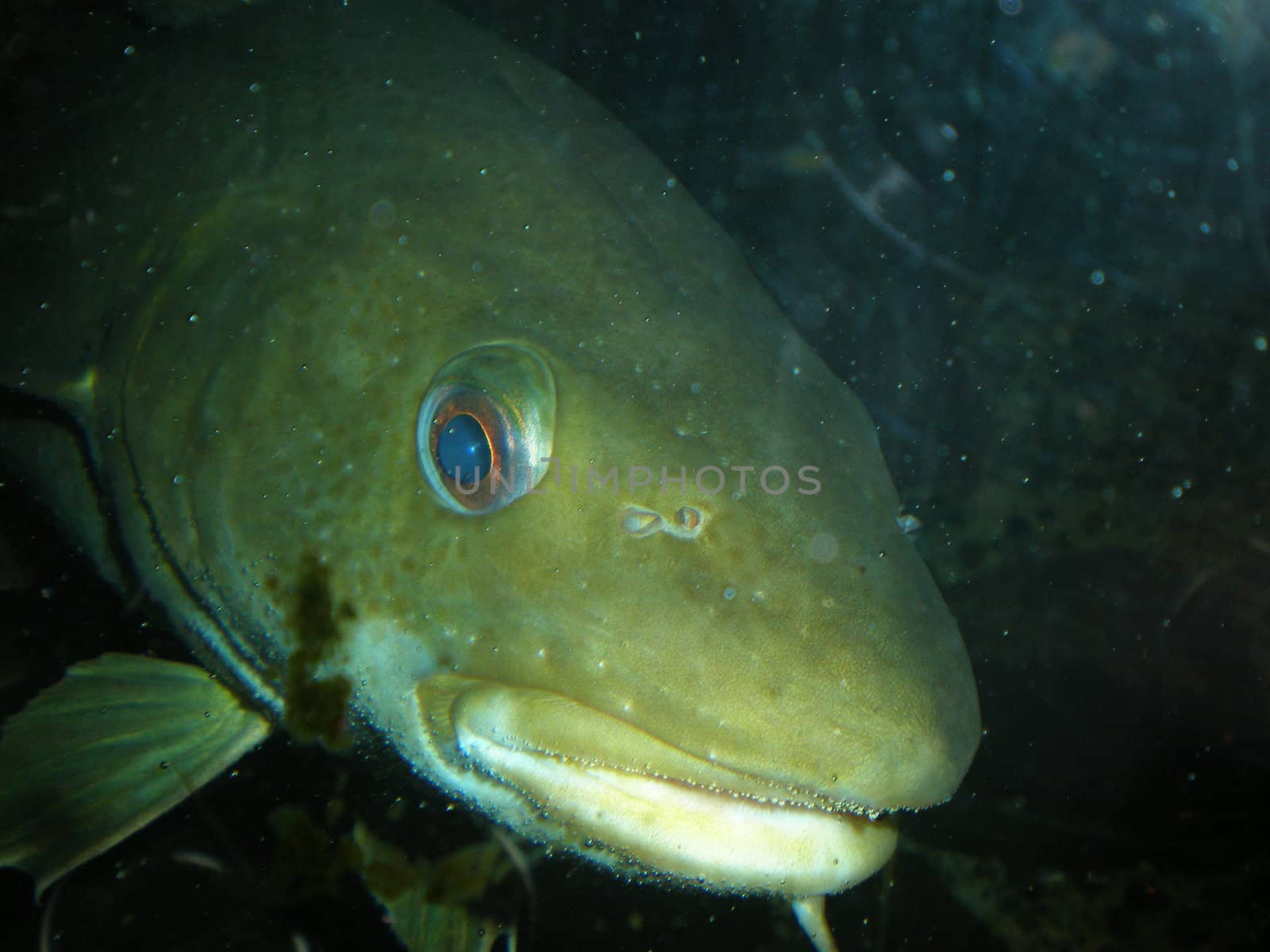 Large cod in an aquarium.