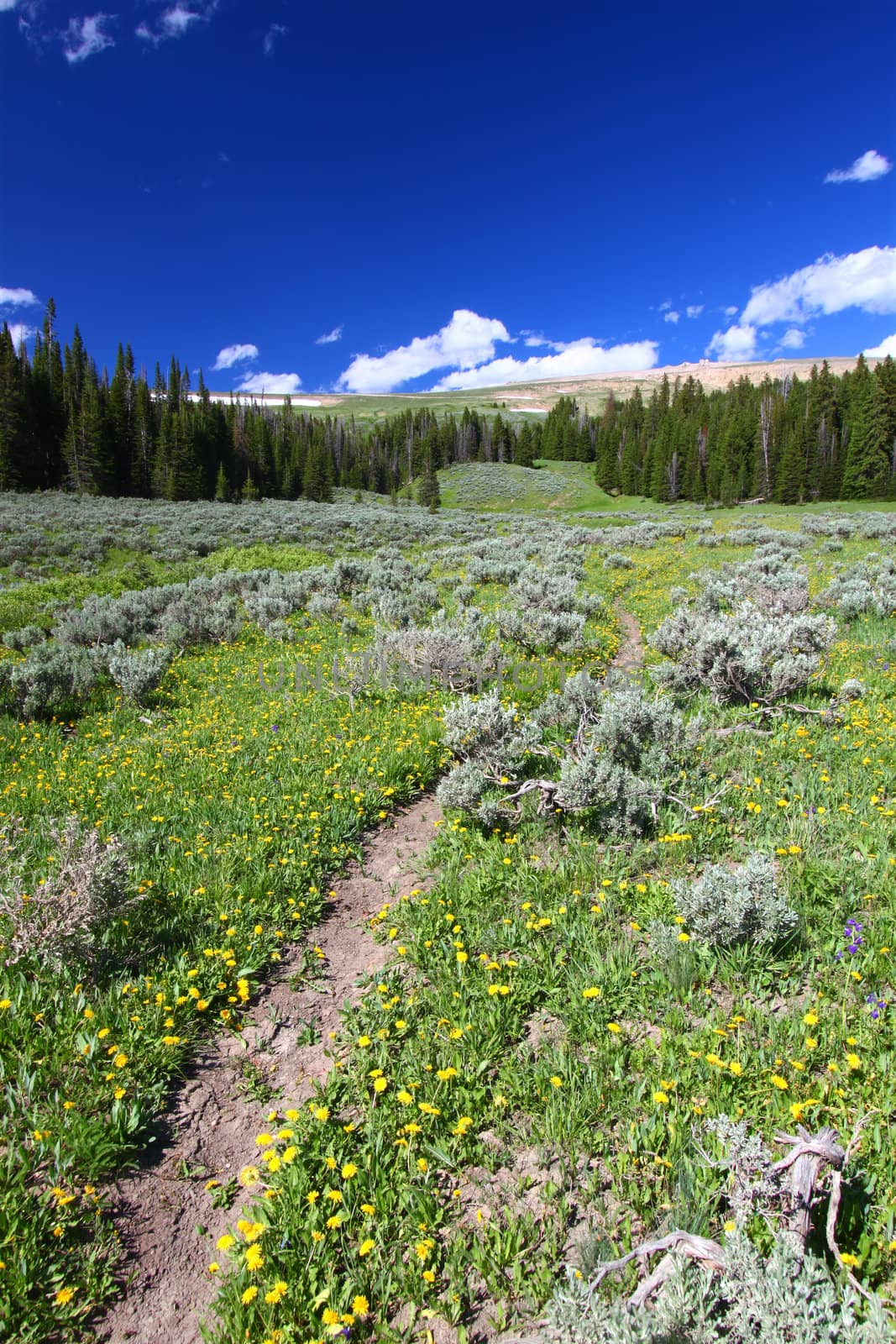 Bighorn National Forest Path by Wirepec