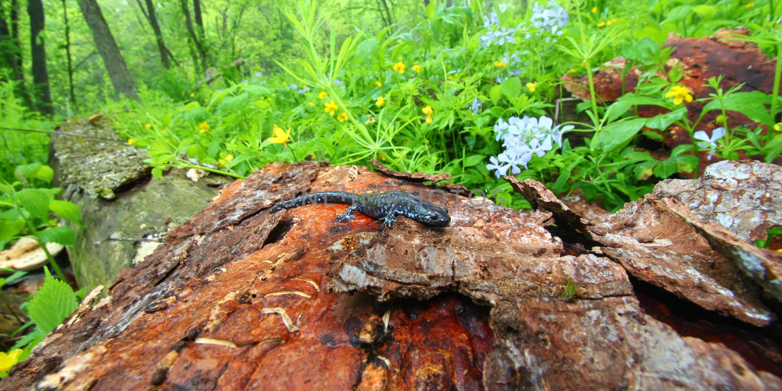 A Blue-spotted Salamander (Ambystoma laterale) sits in a spring woodland in Illinois.