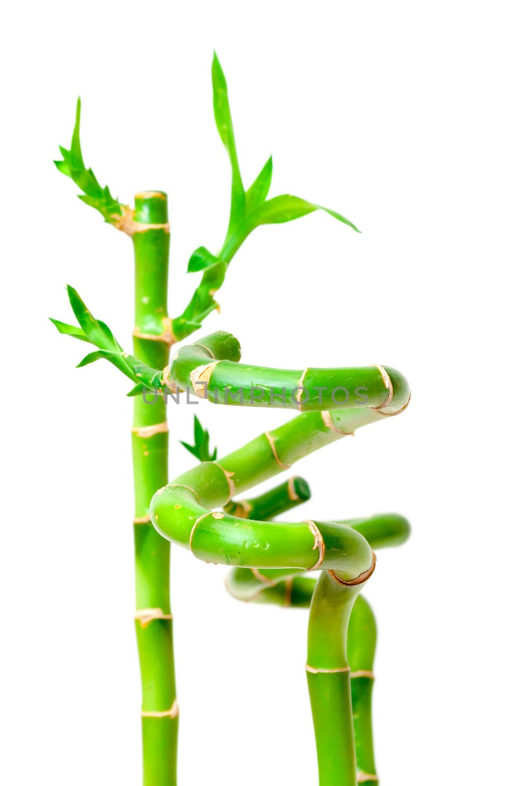 Lucky Bamboo Plant (Dracaena sanderiana), isolated on white background