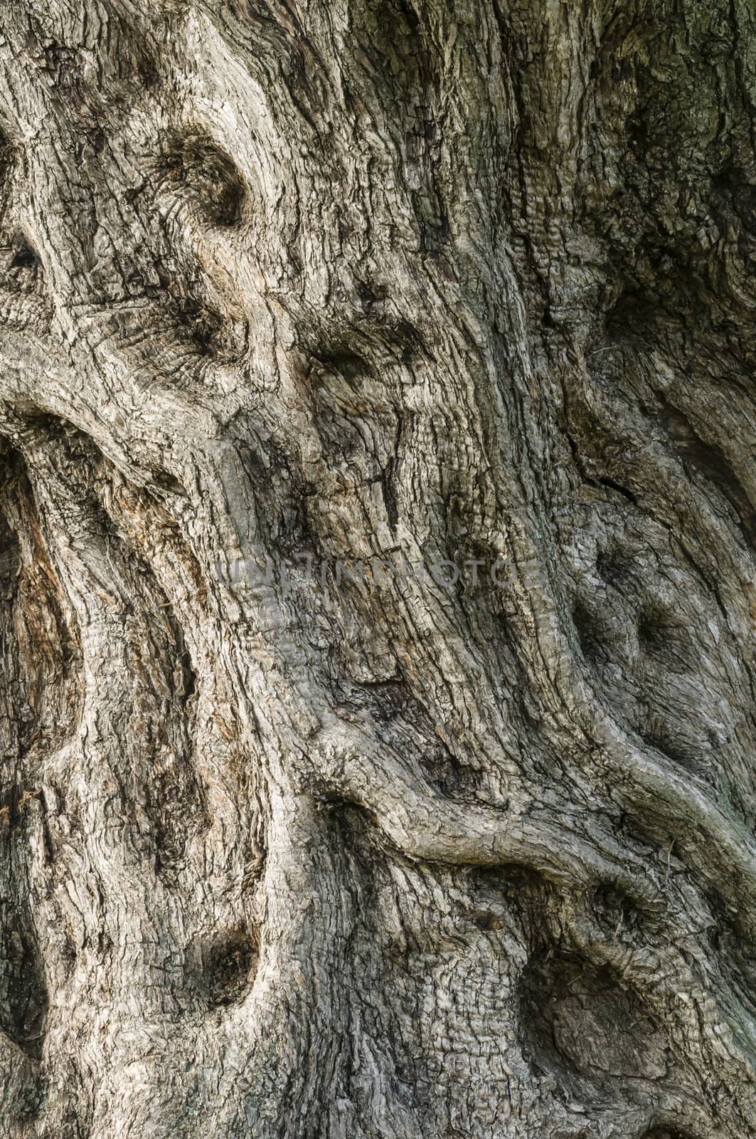 Detail of trunk bark of olive tree