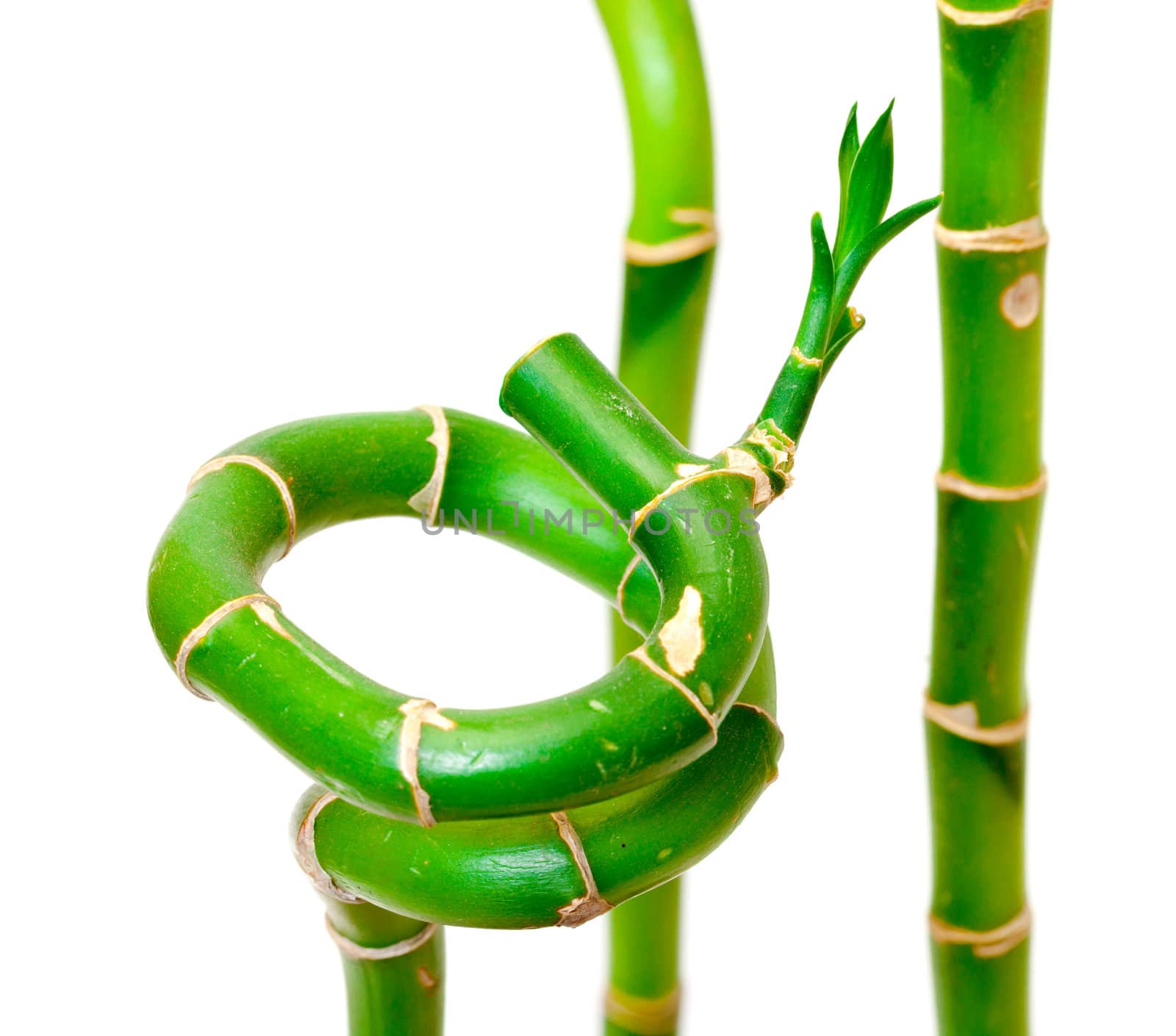Lucky Bamboo Plant (Dracaena sanderiana), isolated on white background