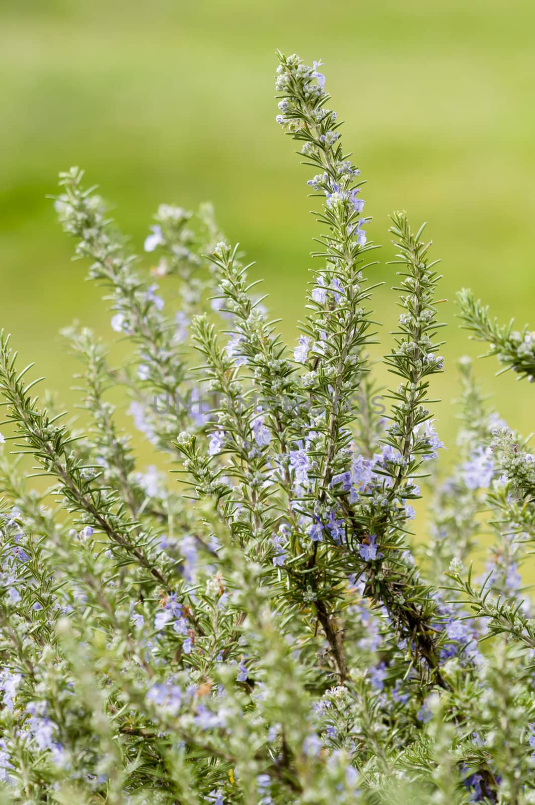 Plants of Rosemary with blue flowers in Spring