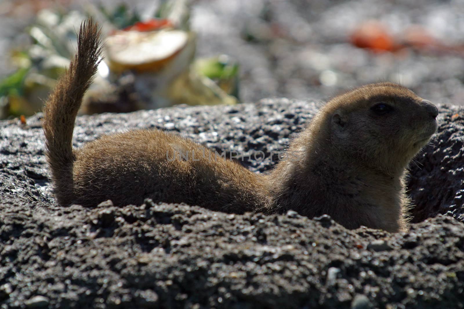 Meerkat Burrowing