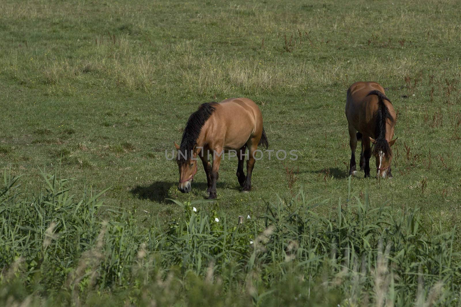 Horses are grazed on a meadow in Poland, Lubuskie near Gorzów Wielkopolski.