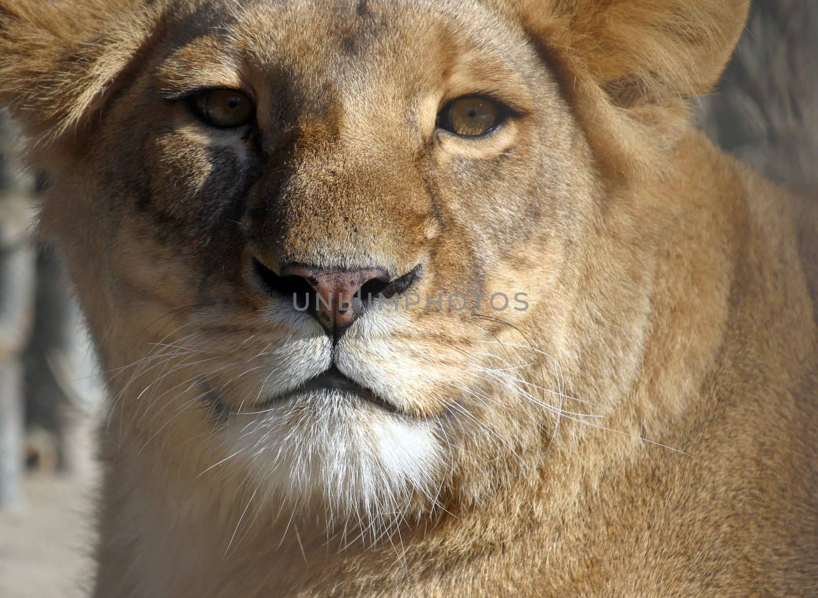 Lion