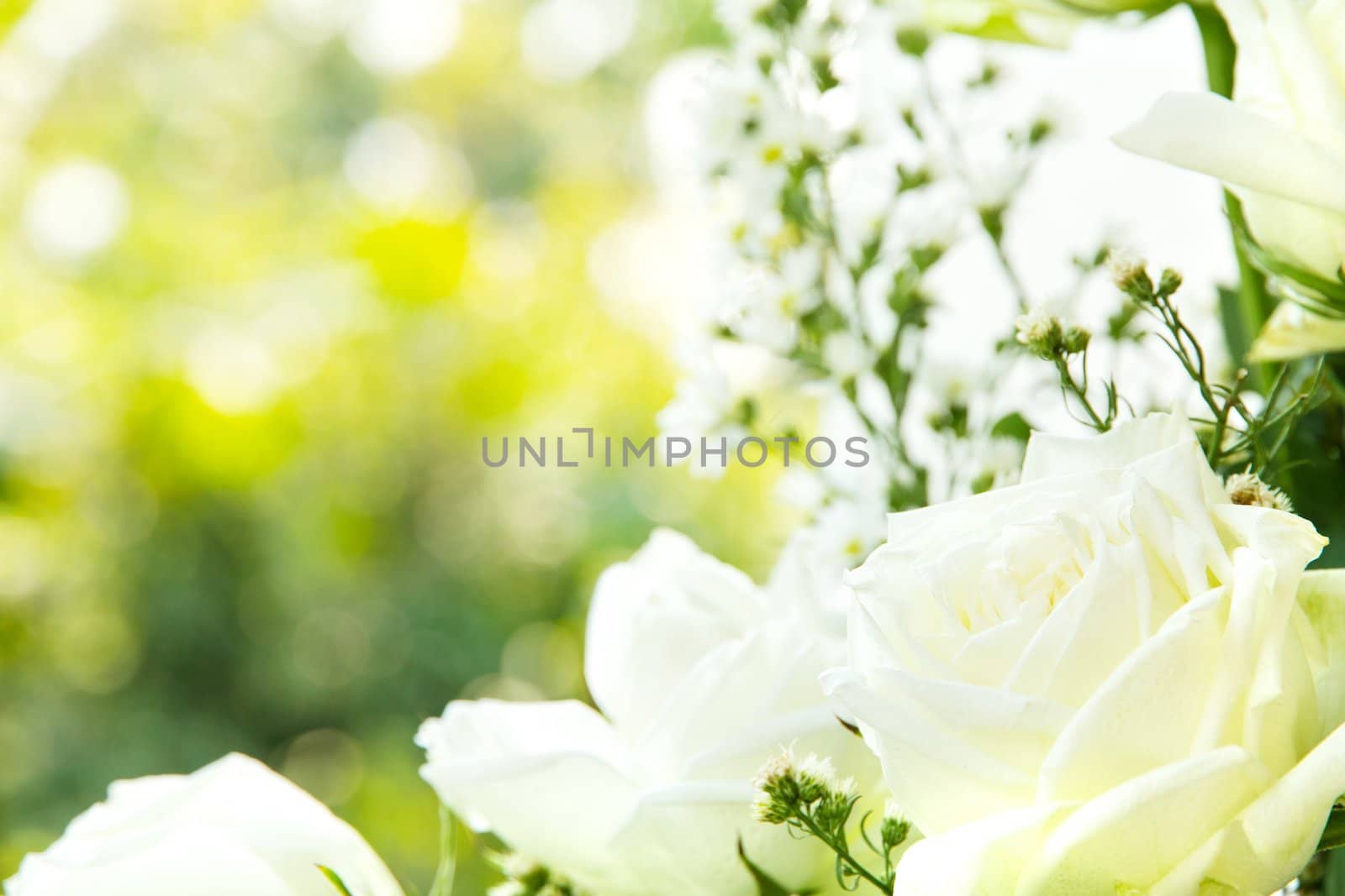 Close up of white rose background by ponsulak