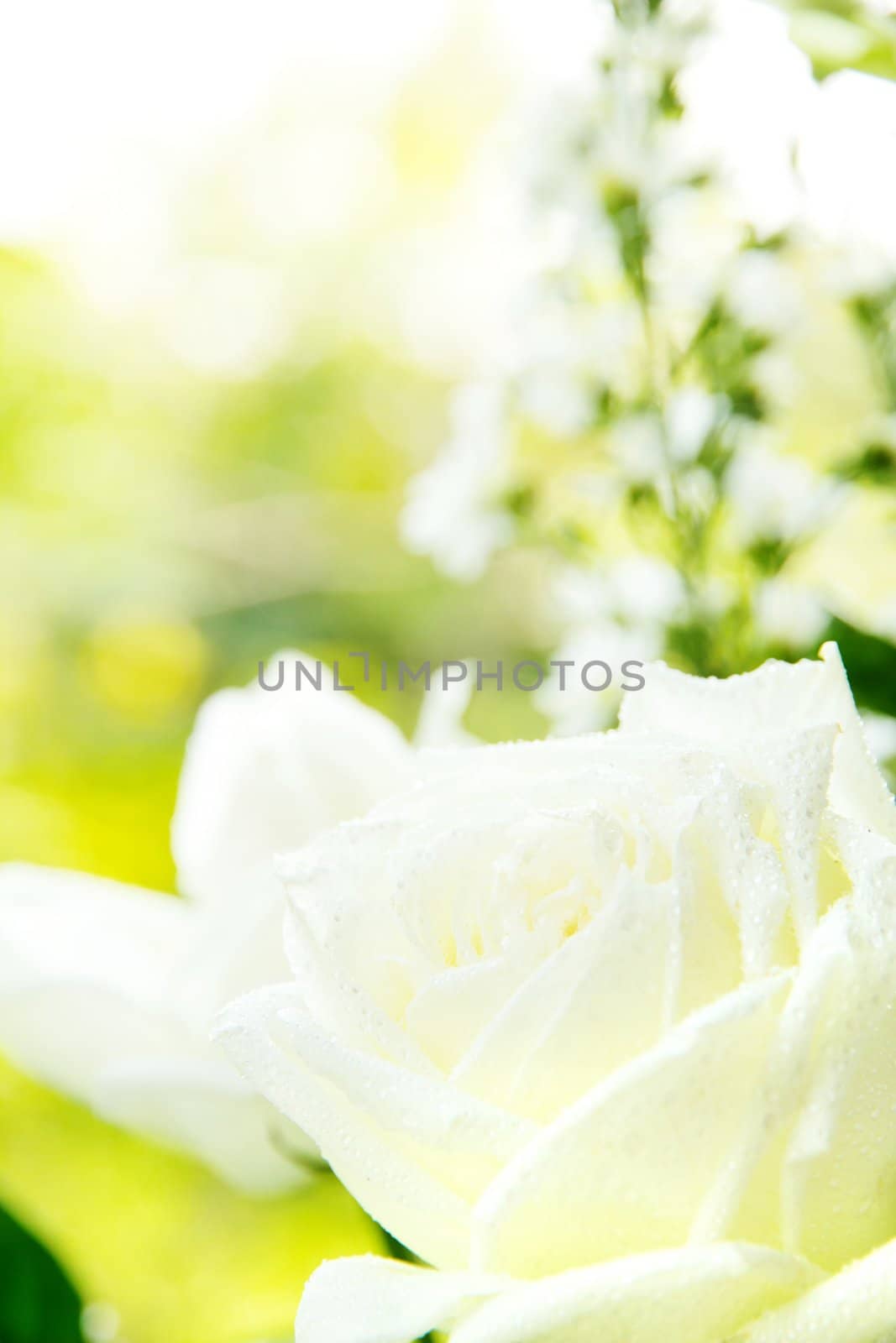 Close up of white rose background