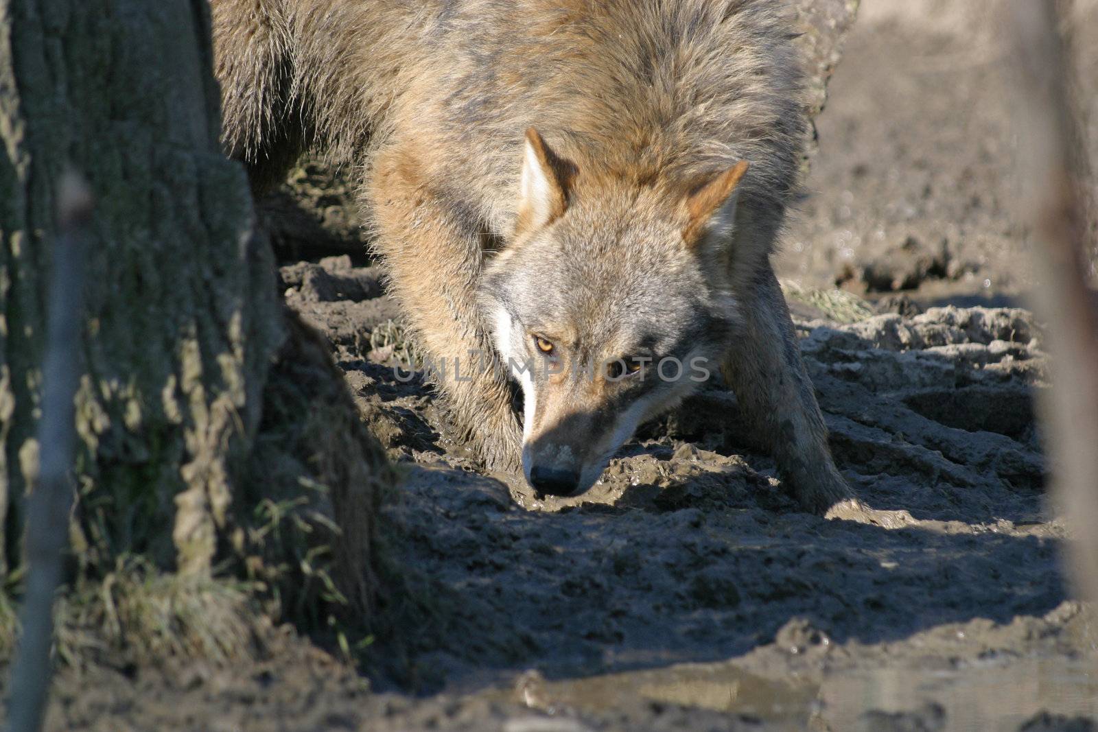 Wolf