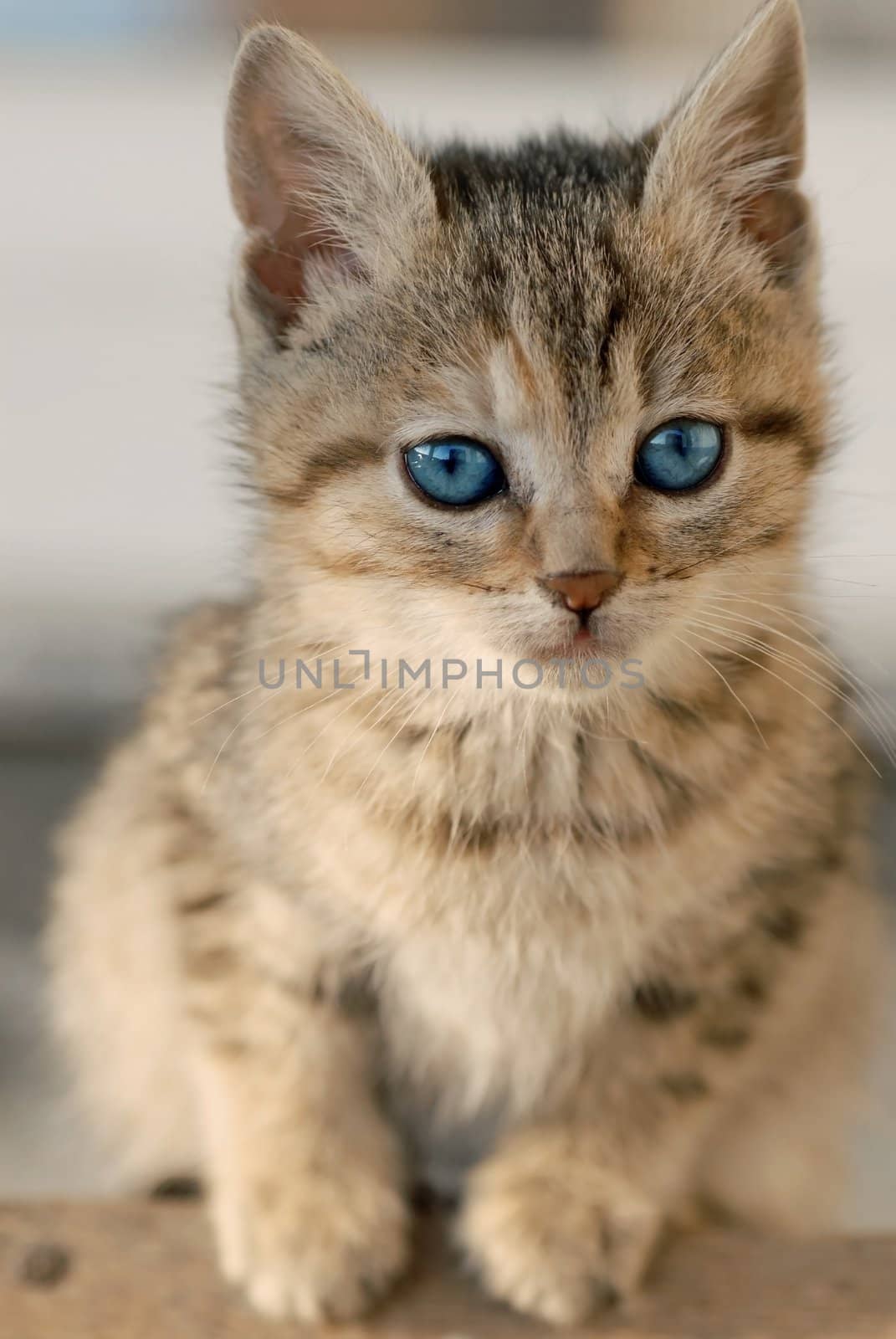 little mixed-bred baby cat with blue eye