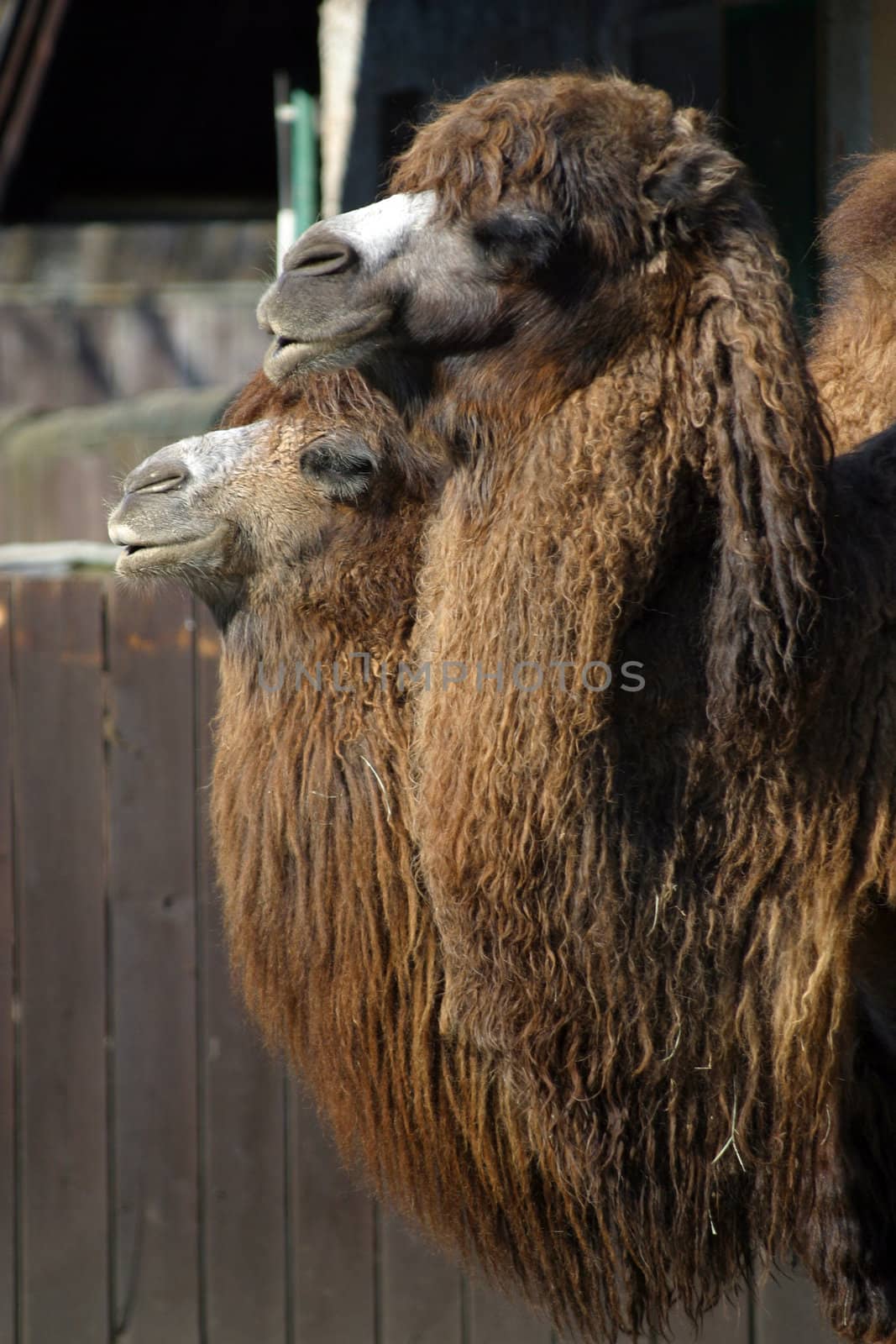 A shot of two camels standing at the zoo
