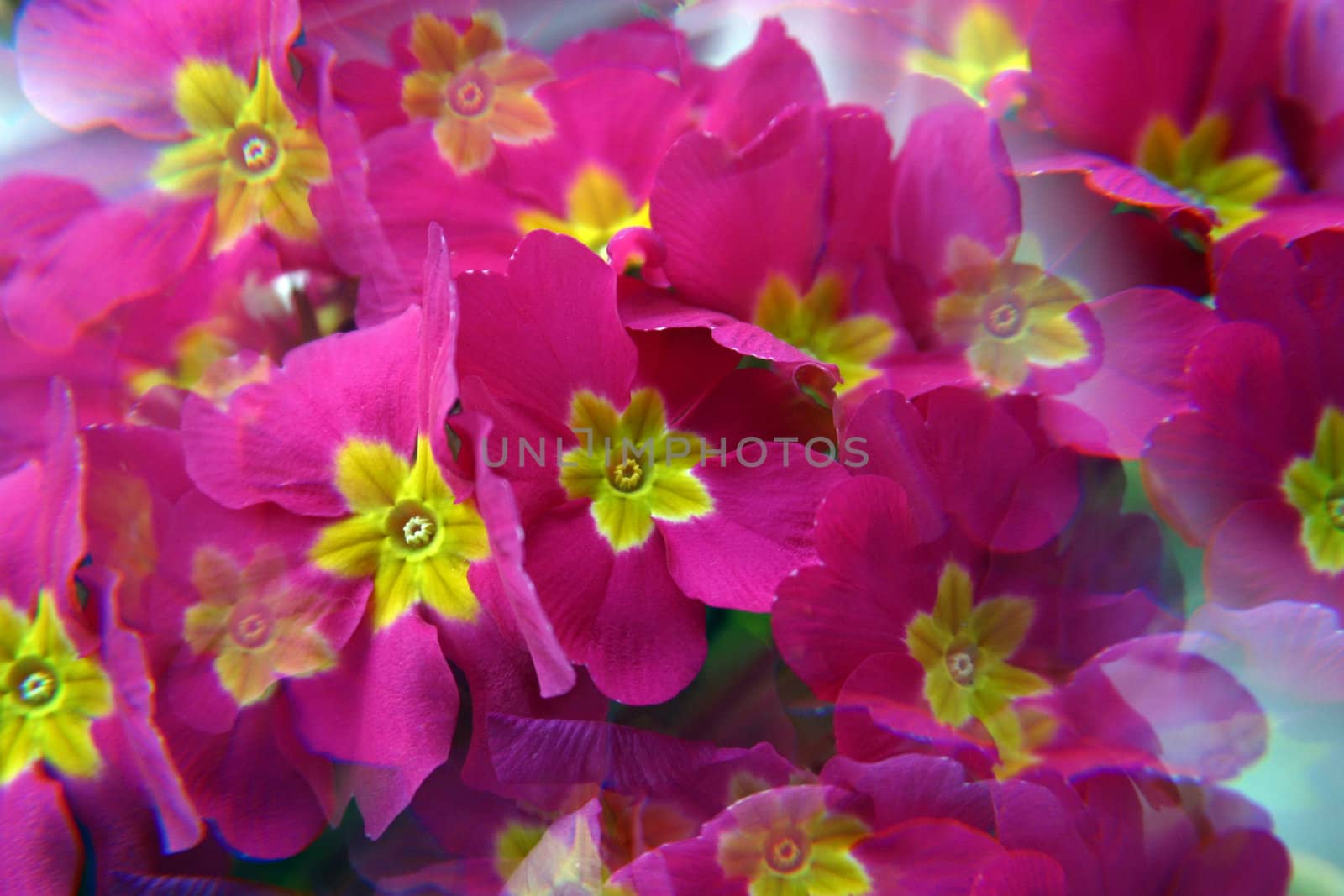 Pink primula flowers