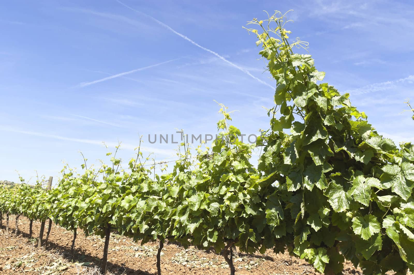 Vineyards by mrfotos