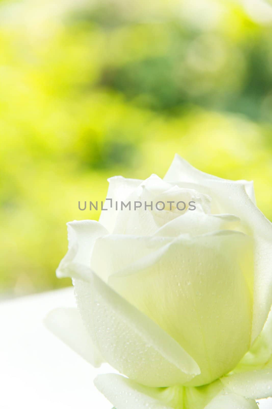 white rose background by ponsulak