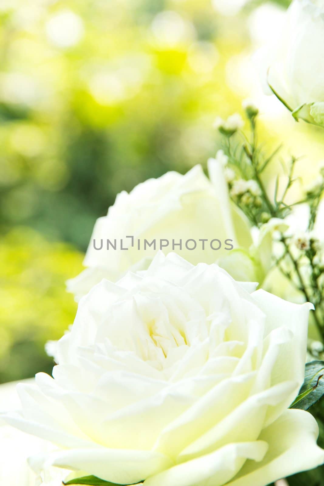 white rose background