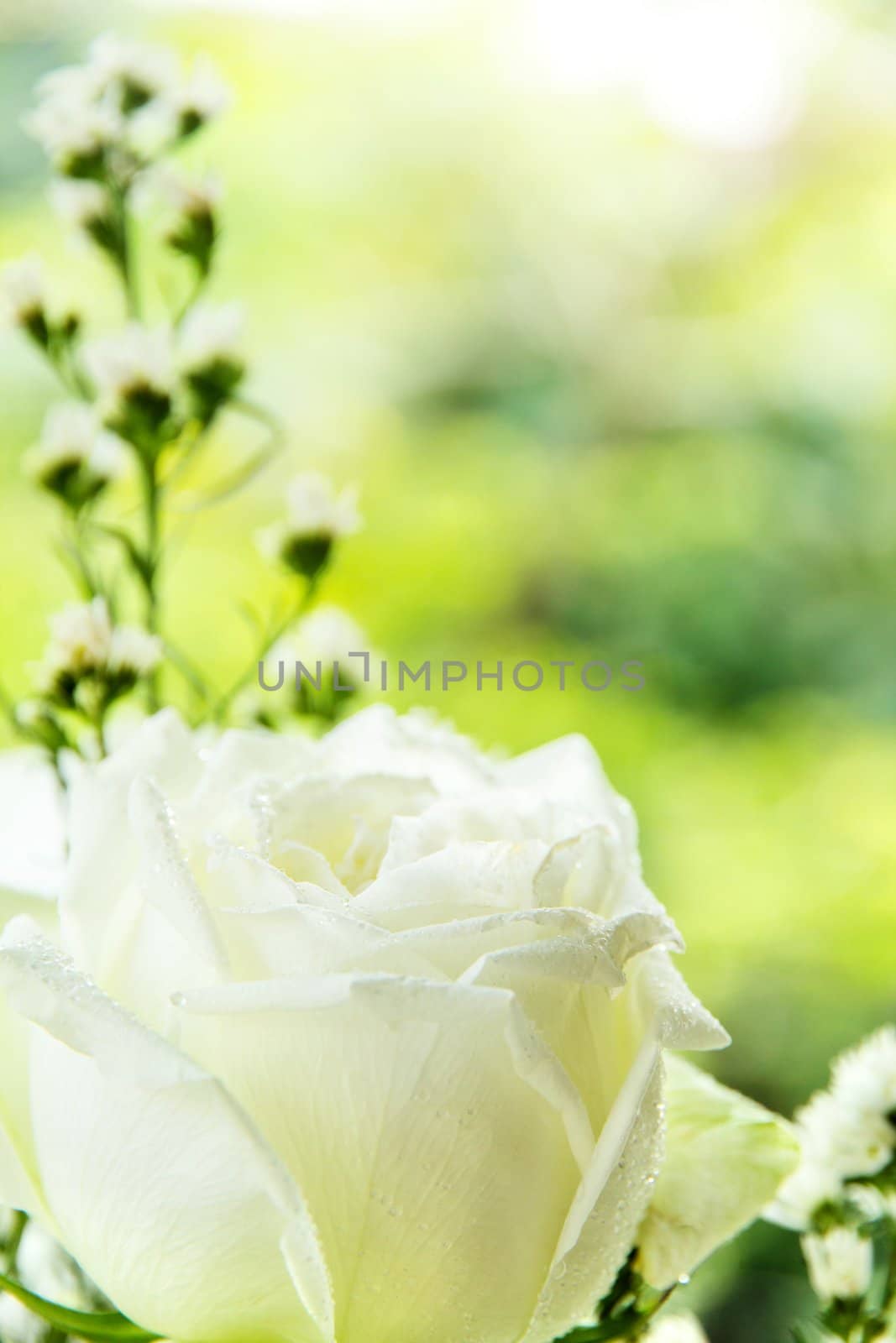 Close up of white rose background